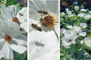 Bienen am weißen Stachelmohn